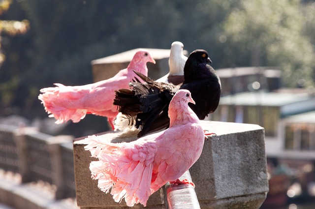 人明星的球 人明星的球